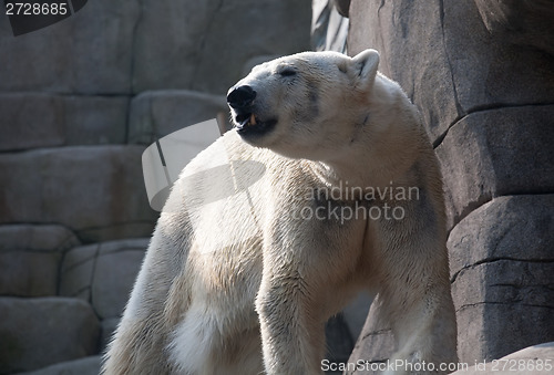 Image of polar bear in the zoo