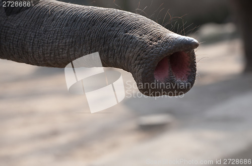 Image of elephant trunk