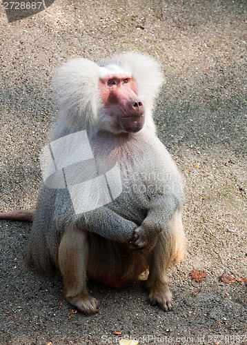 Image of hamadryas baboon monkey