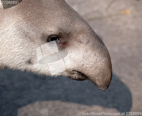 Image of tapir snout closeup portrait