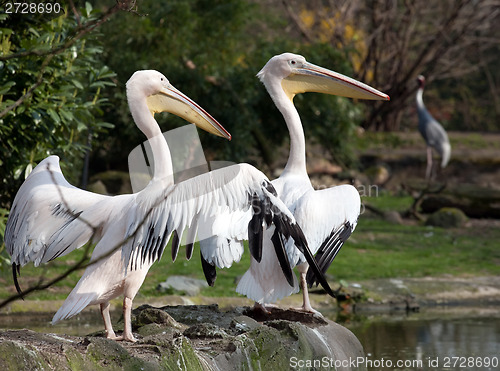 Image of pelicans