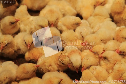 Image of small chicken from the farm 
