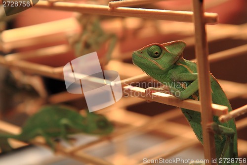 Image of green chameleon