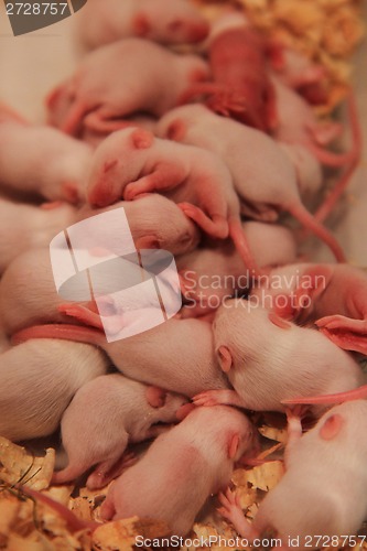 Image of small pink mouses 