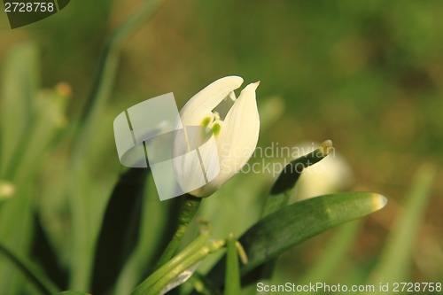Image of snowdrop spring flower 