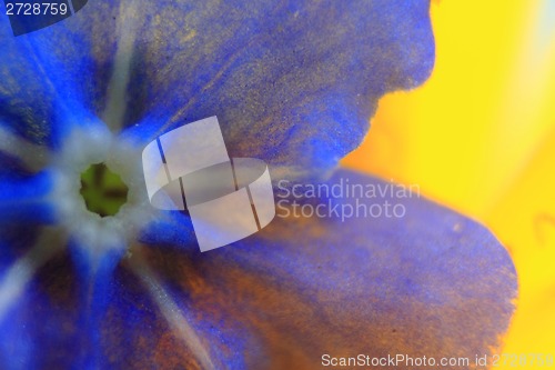 Image of forget-me-not flower detail