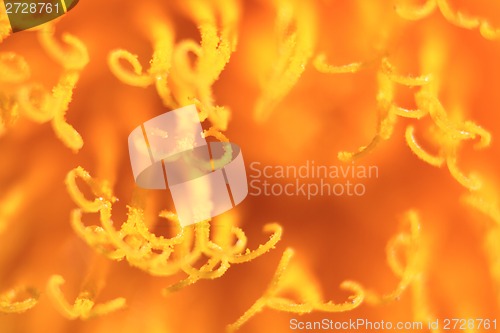 Image of very close detail of dandelion flower 