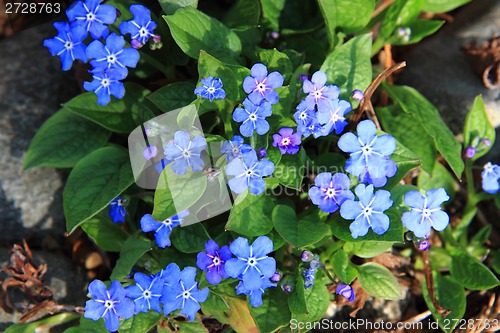 Image of  forget-me-not (spring flower)