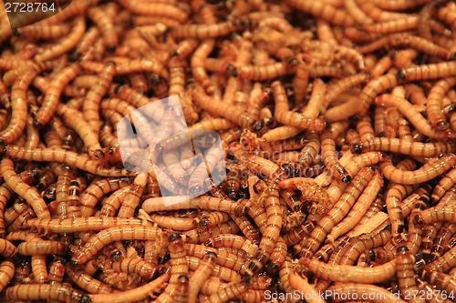 Image of worms as exotic food background