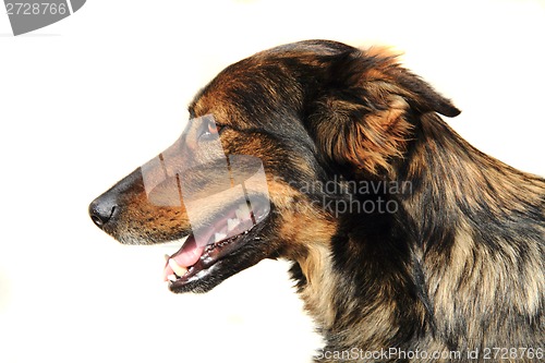 Image of head of dog 