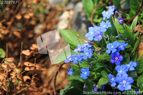 Image of  forget-me-not (spring flower)