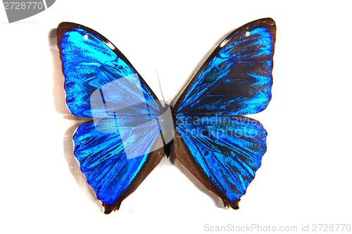 Image of blue butterfly