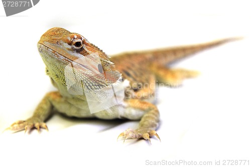 Image of agama lizard 