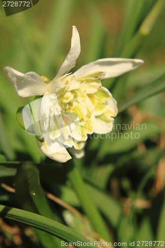 Image of snowdrop spring flower 