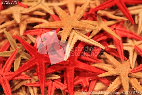 Image of starfish background