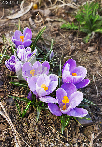 Image of Beautiful spring crocuses bloom in April