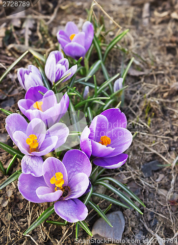 Image of Group spring crocuses bloom in April