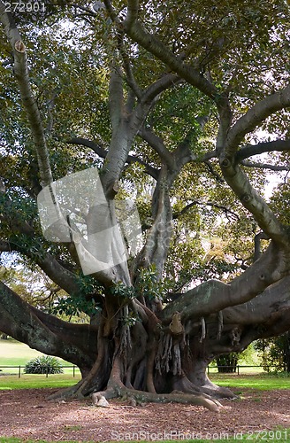 Image of Moreton Bay Fig