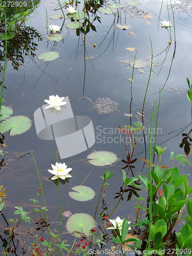 Image of Water lilies