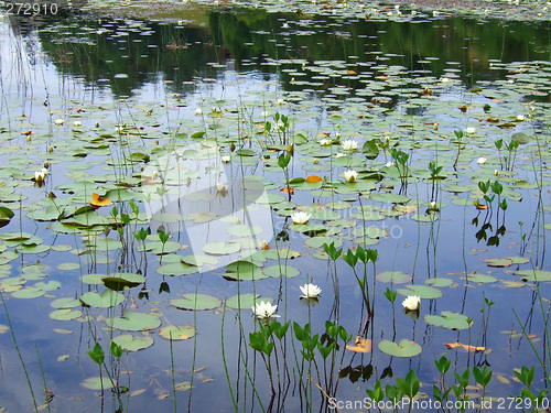 Image of Water lilies