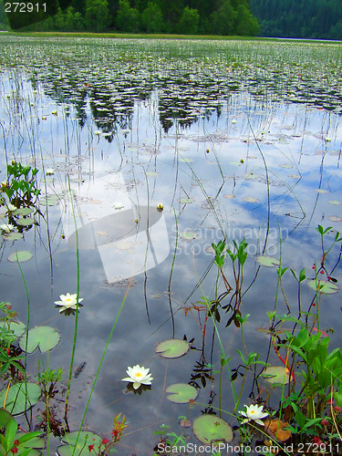 Image of Water lilies