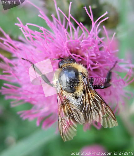 Image of Bumble bee on flower