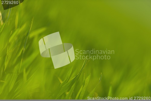 Image of Green grass in artistic composition