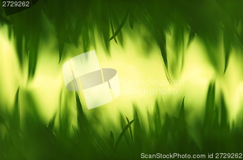 Image of Green grass in artistic composition