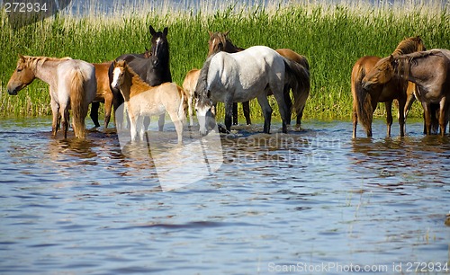 Image of Horses on the watering.