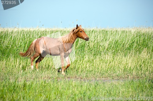 Image of Horsein the prairie.
