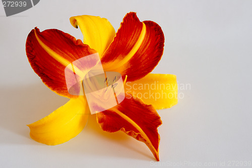 Image of Daylily (Hemerocallis)