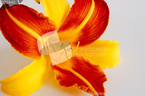 Image of Daylily (Hemerocallis)