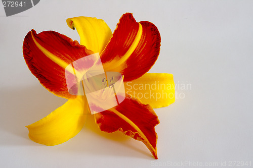 Image of Daylily (Hemerocallis)