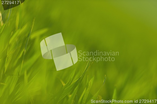 Image of Green grass in artistic composition