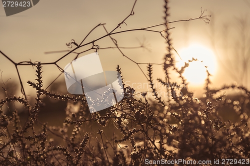 Image of Wild flower in sunset
