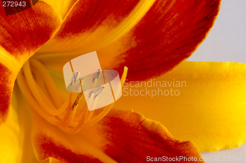 Image of Daylily (Hemerocallis)