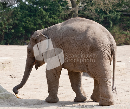 Image of elephant