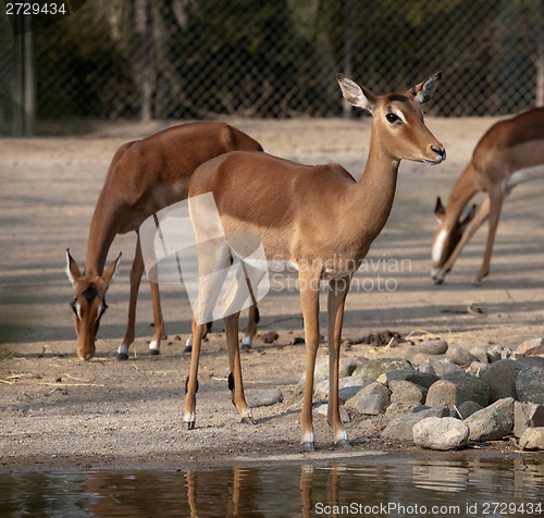 Image of young deer