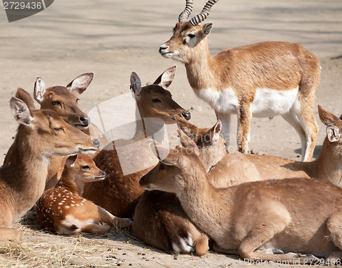 Image of deers