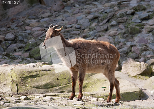 Image of red goat