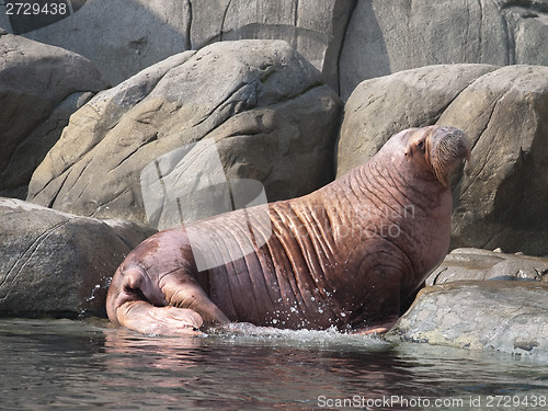 Image of big fat walrus