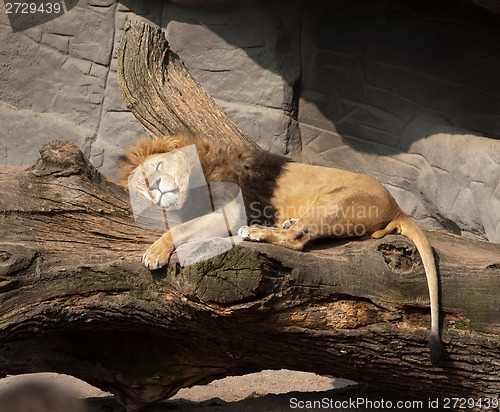 Image of sleeping lion