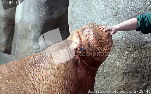 Image of big fat walrus snout and human hand