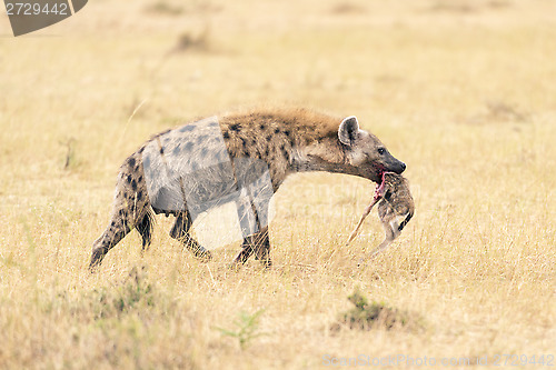 Image of female hyena walking with chunk of baby antelope in her mouth