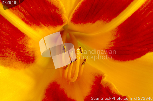 Image of Daylily (Hemerocallis)