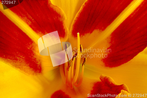 Image of Daylily (Hemerocallis)