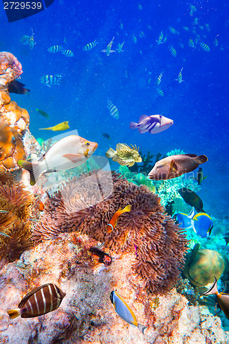 Image of Tropical Coral Reef.