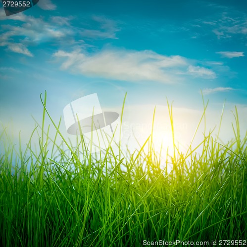 Image of Spring green grass