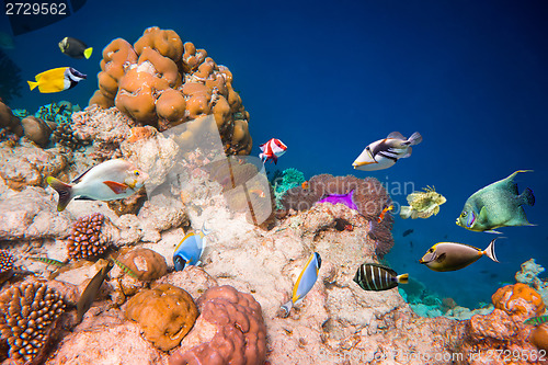 Image of Tropical Coral Reef.