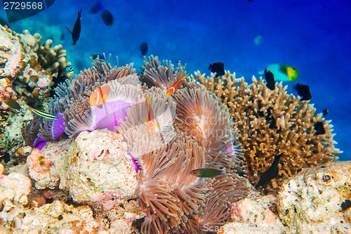 Image of Anemonefish